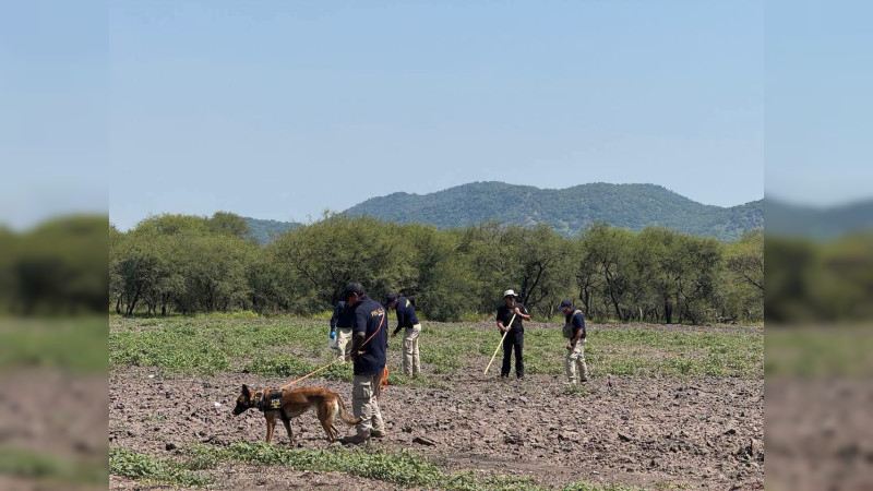 Hallan vestigios óseos durante búsqueda forense en Los Negritos, la comunidad que se volvió una mega fosa en Villamar, Michoacán  