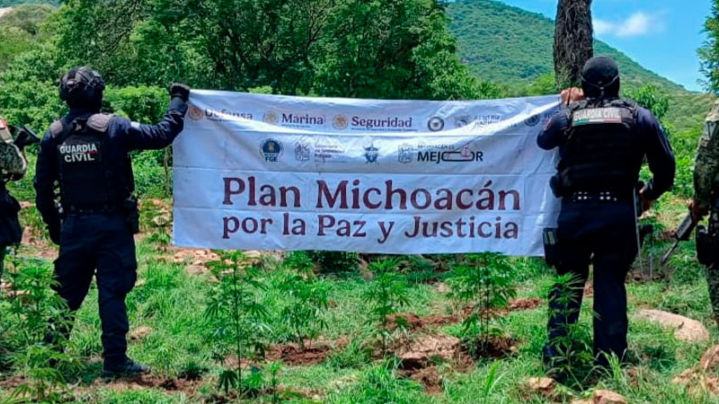 Localizan, aseguran e incineran 861 kilos de estupefacientes en Huetamo, Michoacán  