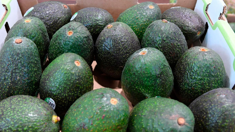 Por cobro de piso, al menos dos empacadoras de aguacate han cerrado en Michoacán: productor 