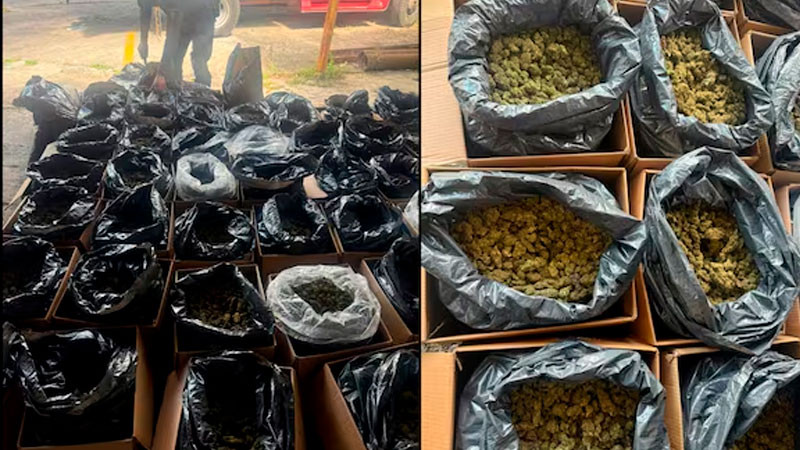 Decomisan 300 kilos de un estupefaciente vegetal en Tabasco; hay un detenido 