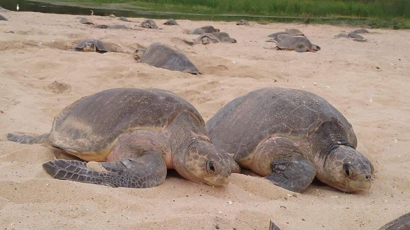 Inicia arribazón masiva de tortuga marina en playas de Michoacán 