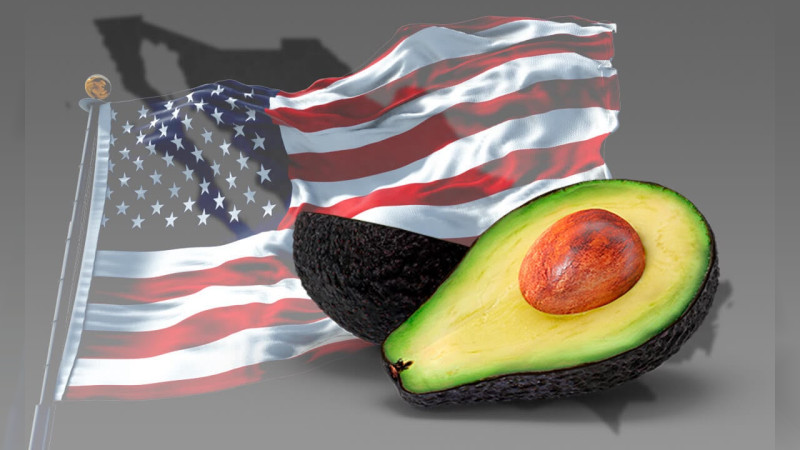 Reactivan inspecciones de aguacate en Michoacán; 75% de los empaques ya están habilitados, informa la federación  