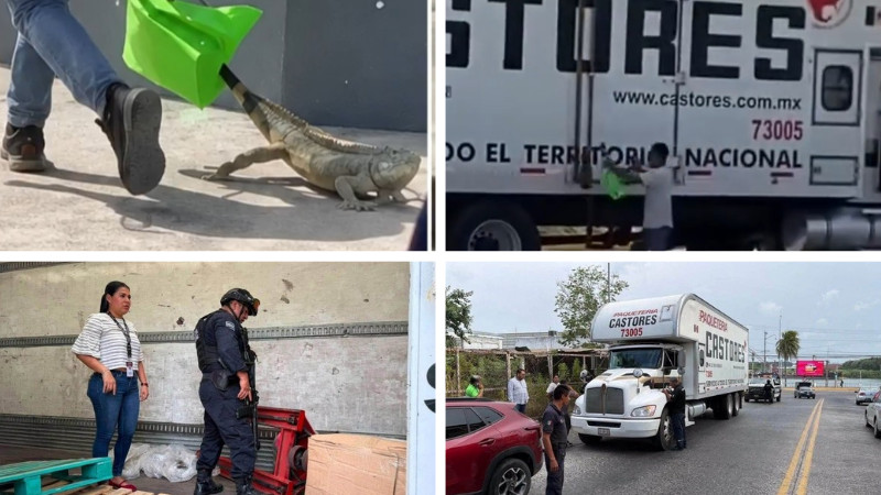 Captan presunto robo de iguana en Tuxpan; autoridades recuperan al ejemplar 