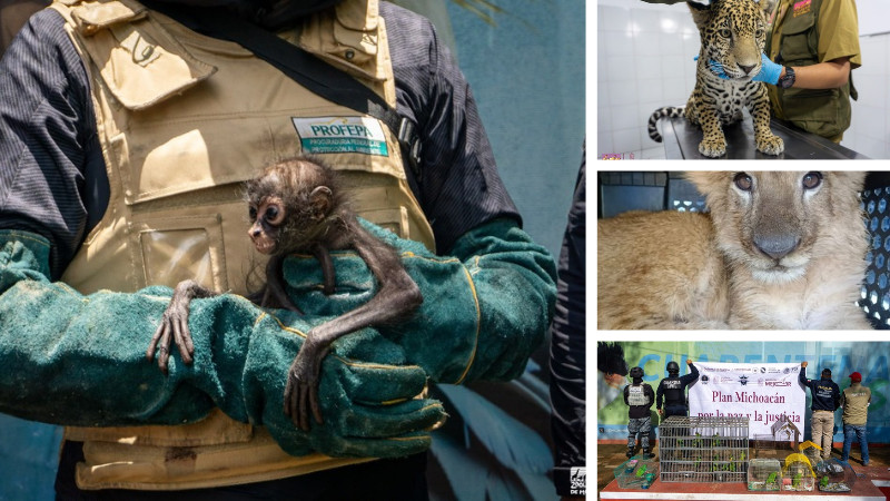 Zoológico de Morelia ha recibido más de 450 animales rescatados en la presente administración 