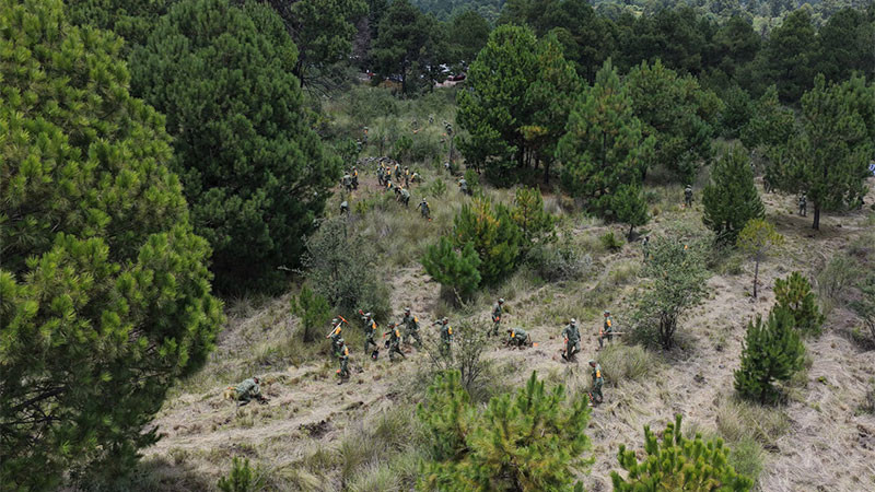 Reforestación tendrá un día nacional cada agosto; decreto entra en vigor este lunes 