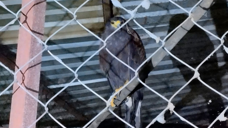 En Uruapan, Michoacán aseguran un ejemplar de Aguililla de Harris durante investigación de maltrato animal  