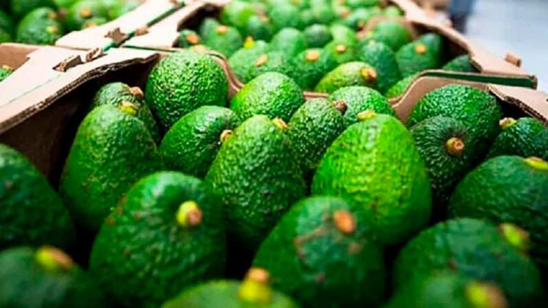 Garantiza Sheinbaum seguridad para inspectores de EEUU y empacadores de aguacate en Michoacán 