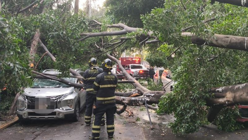 Árbol de 25 metros cae sobre un vehículo en la alcaldía Venustiano Carranza en la CDMX 
