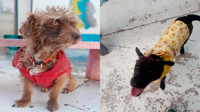 Tendrá el municipio de Querétaro una Comisión de Bienestar Animal 