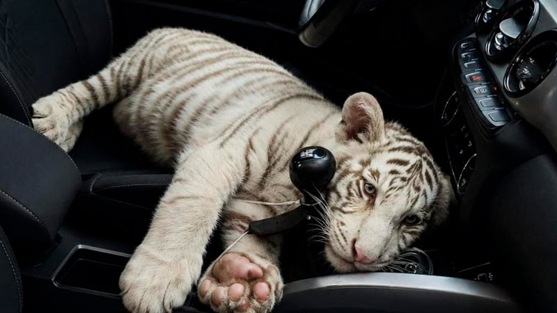 Detienen en CDMX a sujeto con cachorro de tigre de bengala blanco 