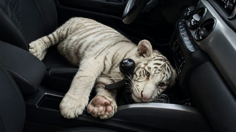 Detienen a hombre que transportaba una cría de tigre de Bengala en Iztapalapa 