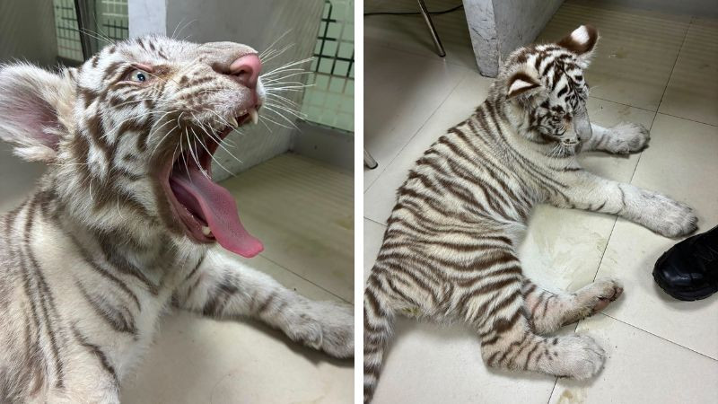 Trasladan a refugio especializado a tigre de bengala asegurada en la Central de Abasto 