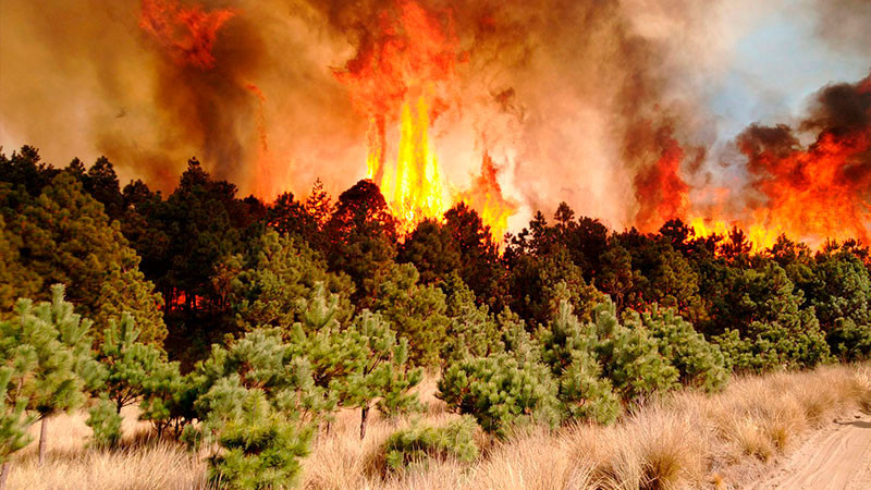 Incendio forestal arrasa con reserva natural de los Altos Fens en Bélgica 