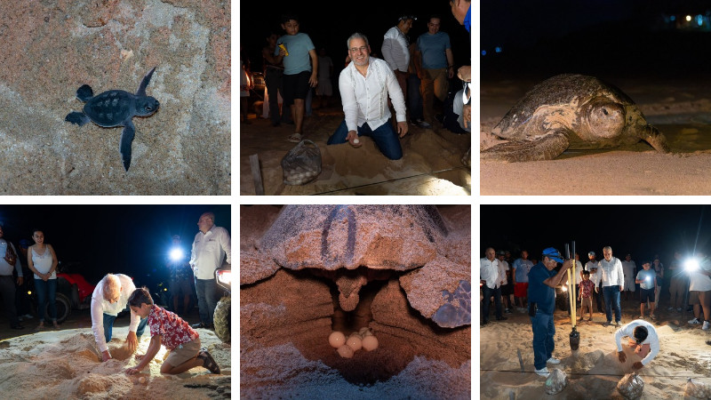  Con apoyo de 27 campamentos, Michoacán proyecta el nacimiento de 1.8 millones de tortugas: Bedolla 