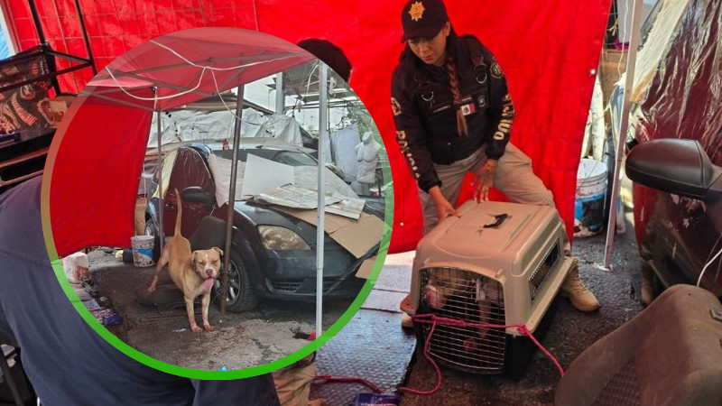 Muere hombre tras ser atacado por un perro en el paradero de Indios Verdes, Ciudad de México  