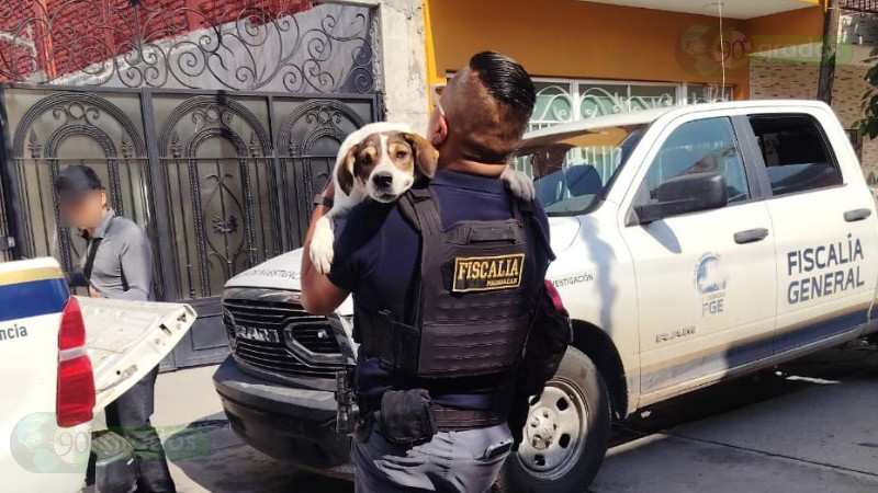 Rescatan a dos perros con signos de desnutrición durante cateo en Sahuayo,  Michoacán  