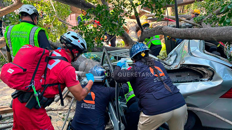 Árbol cae sobre 6 vehículos en inmediaciones de la Alameda Hidalgo de Querétaro; hay un fallecido y dos lesionadas  