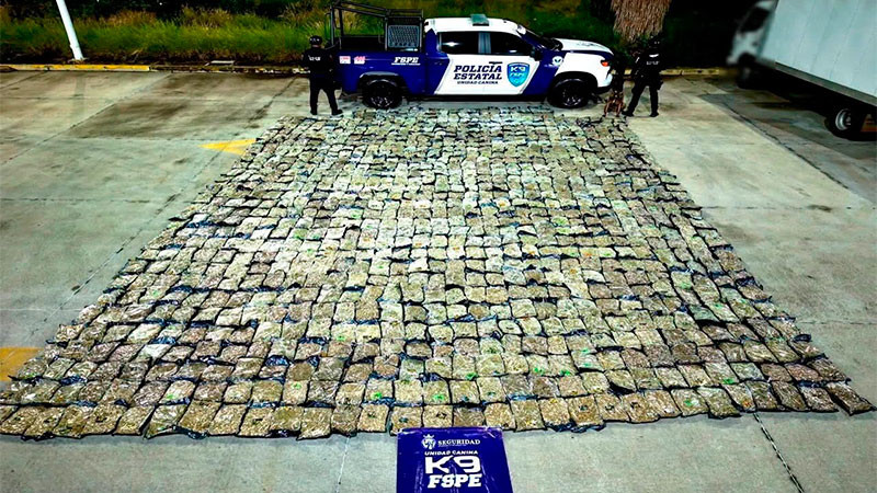 Aseguran más de media tonelada de hierba verde en empresa de paquetería en León, Guanajuato 