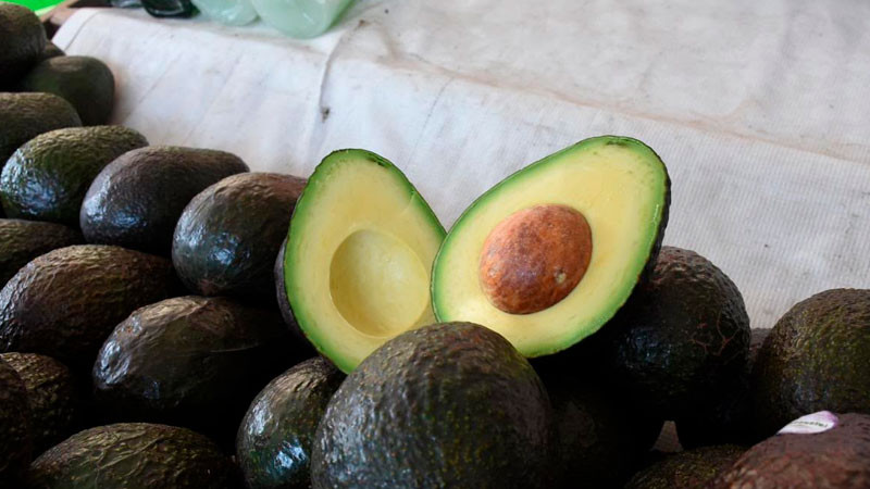 Michoacán cosechó un millón 460 mil toneladas de aguacate en la temporada 2025-2026 