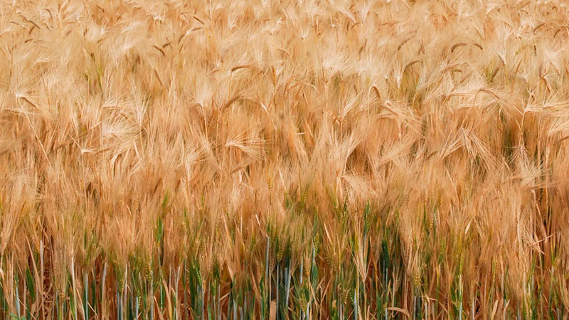 Publica AGRICULTURA mecánica operativa para incentivo al trigo panificable    