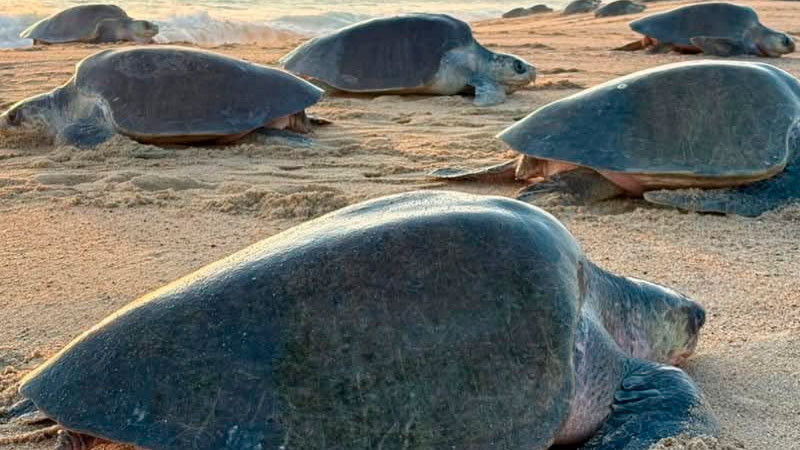 Michoacán, referente mundial en la preservación de la tortuga marina 