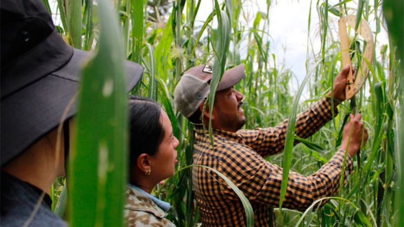  Más de 520 mdp para fortalecer la producción de maíz en Michoacán 
