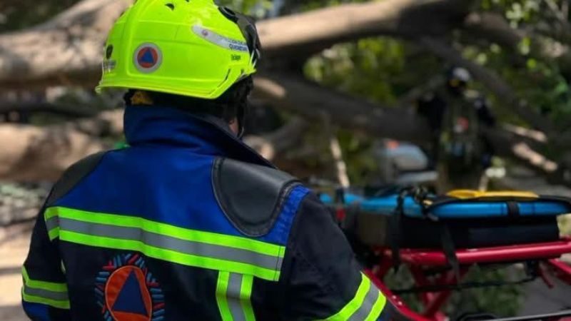 Mantienen apoyo a familias de víctimas tras caída de árbol en la Alameda 