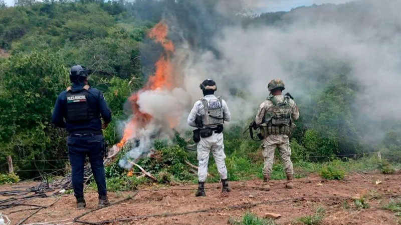 En Lázaro Cárdenas, Michoacán autoridades aseguraron y destruyeron un plantío de marihuana 
