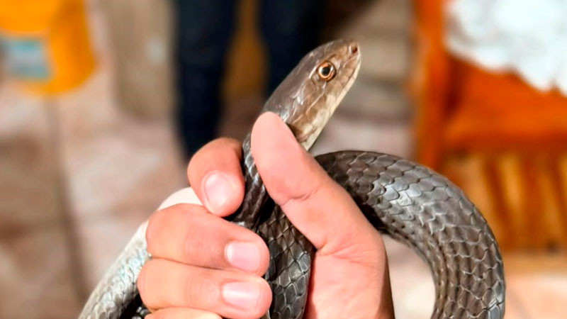 Protección Civil de Morelia atiende de manera oportuna reportes de reptiles en domicilios 