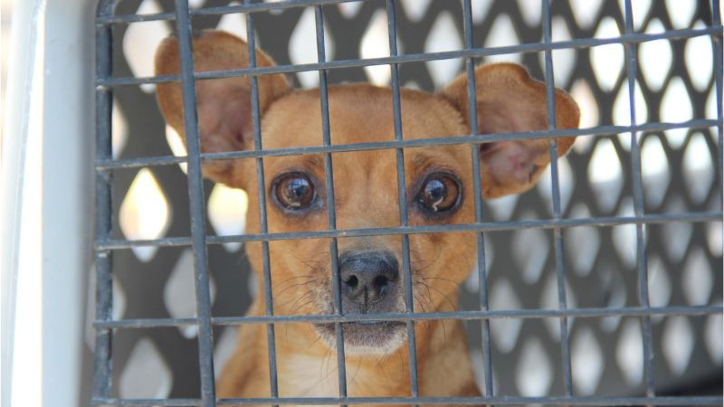 FGE asegura tres perros durante cateo por posible maltrato animal en Tarímbaro 