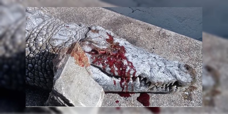 Cocodrilo es asesinado a pedradas por turistas en un zoológico 