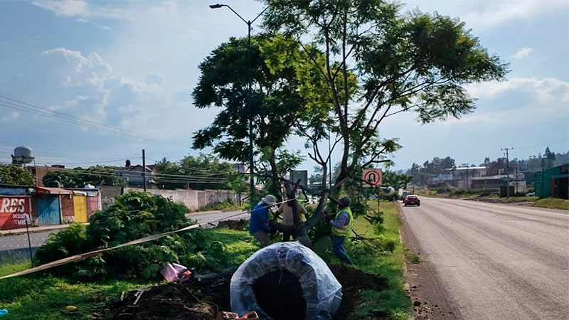 Morebús fortalece la compensación ambiental con la replantación de 50 árboles 