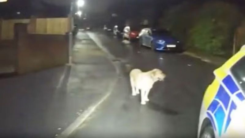 Perrito guía a policías hasta la casa de su dueño tras huir de un control 
