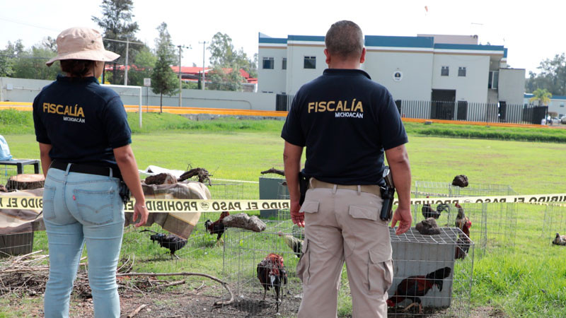 En Lagunillas, Michoacán rescatan a 60 animales en condiciones de maltrato y aseguran vehículos 