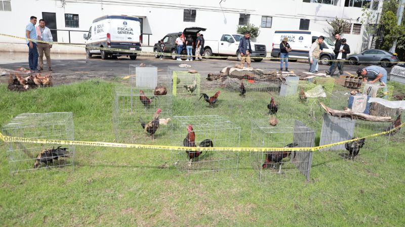 Rescatan a 60 animales durante cateos en Lagunillas; aseguran vehículos y otros indicios 