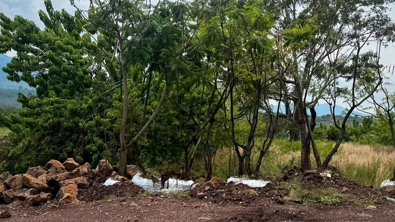 Morebús no retirará 613 árboles durante su proceso de construcción 