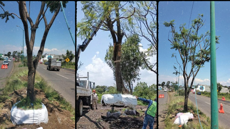  Sedum intensifica rescate y trasplante de árboles en el trayecto del Morebús 