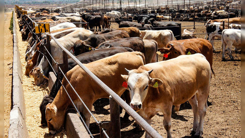 Prevé México exportar mil 500 cabezas de ganado a EEUU, tras reapertura en frontera común 