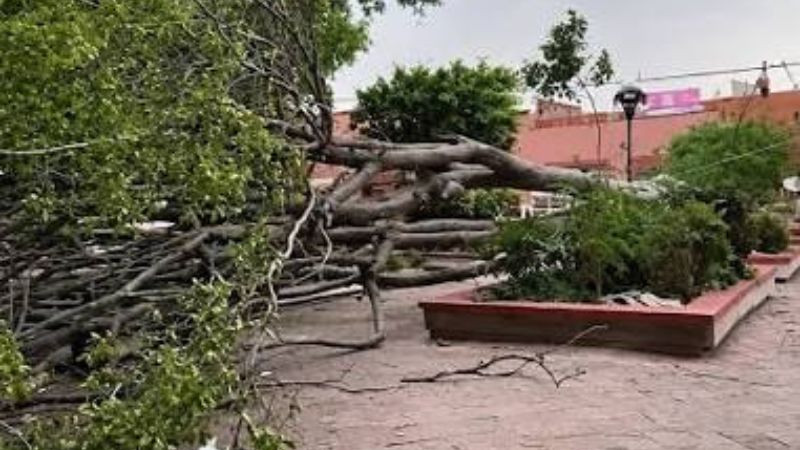 Recibe municipio de Querétaro 467 reportes de árboles caídos o en riesgo: Felifer Macías  
