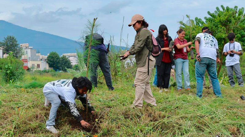 Pinos, fresnos y plantas para polinizadores serán los ejemplares que se reforestarán en Morelia 