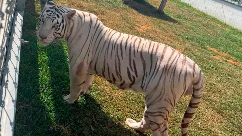 Rescatan 135 animales exóticos en Tamaulipas; hay tigres de bengala y leones entre los ejemplares 