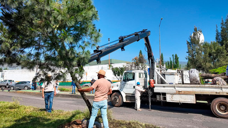Se suman 28 árboles trasplantados a las acciones ambientales del Morebús 