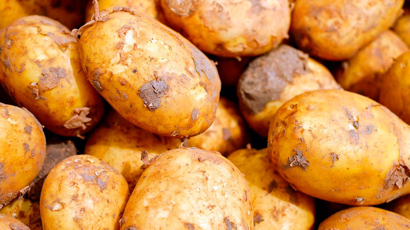 Denuncian productores ingreso irregular de papa de EEUU a Sinaloa; advierten sobre riesgo para cultivos nacionales 