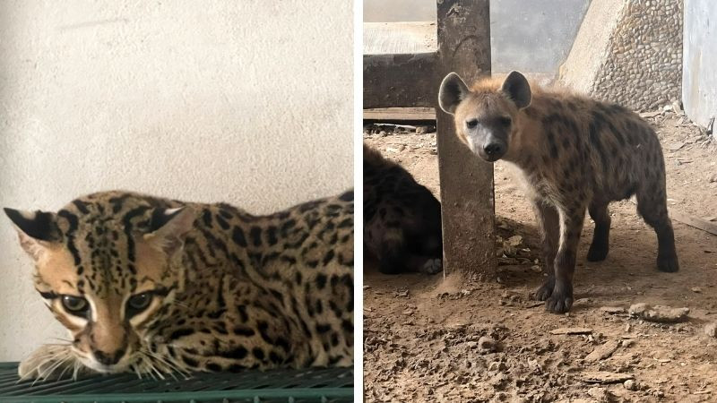 Aseguran más de 130 animales silvestres durante cateo en Tamaulipas 