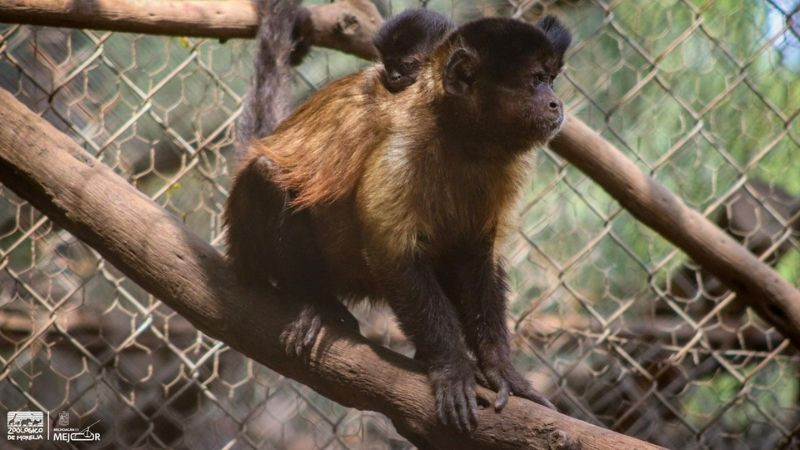 Celebra Zoológico de Morelia el nacimiento de una tierna cría de mono capuchino 