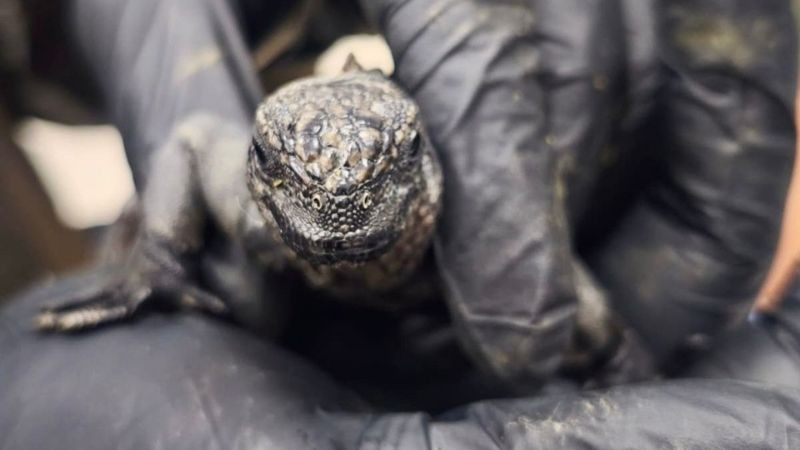 Atienden a 32 iguanas marinas de Galápagos tras ser halladas en aeropuerto de Quito 
