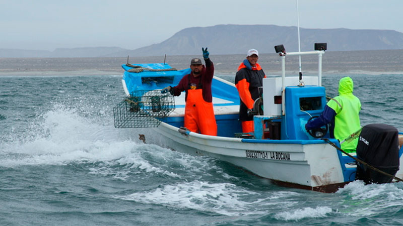 En septiembre inician seis vedas en Baja California, Baja California Sur, Tamaulipas y Tabasco 