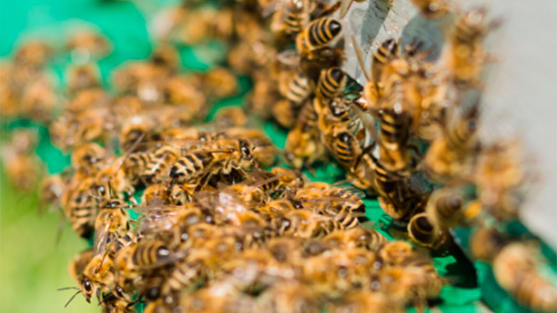 Picaduras de abejas dejan 14 estudiantes afectados durante regreso a clases en CDMX 