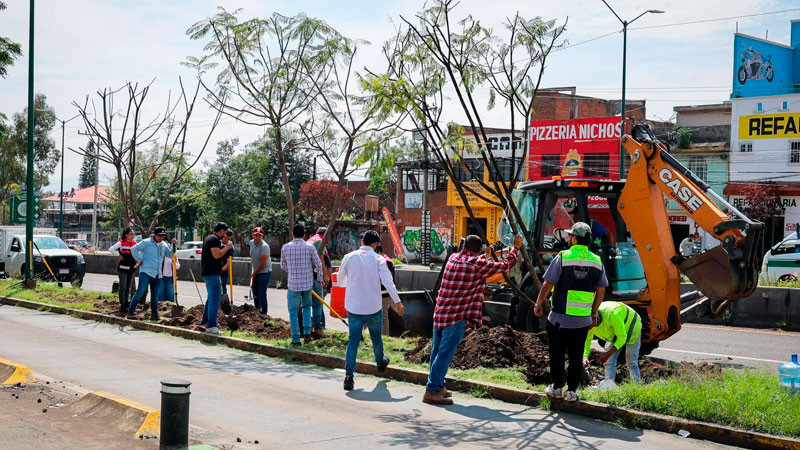 Con la replantación de 4 jacarandas, avanza plan ambiental del Morebús 