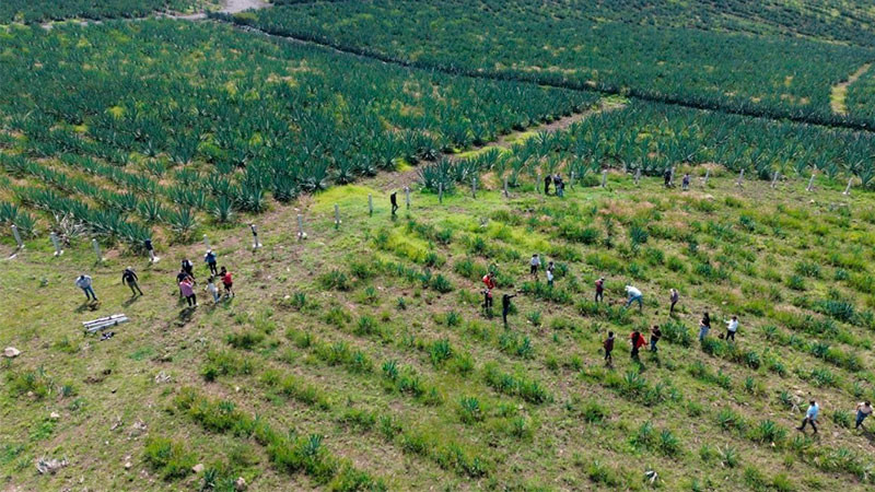 Reforesta SCOP el segundo anillo periférico de Morelia con más de 36 mil árboles endémicos 